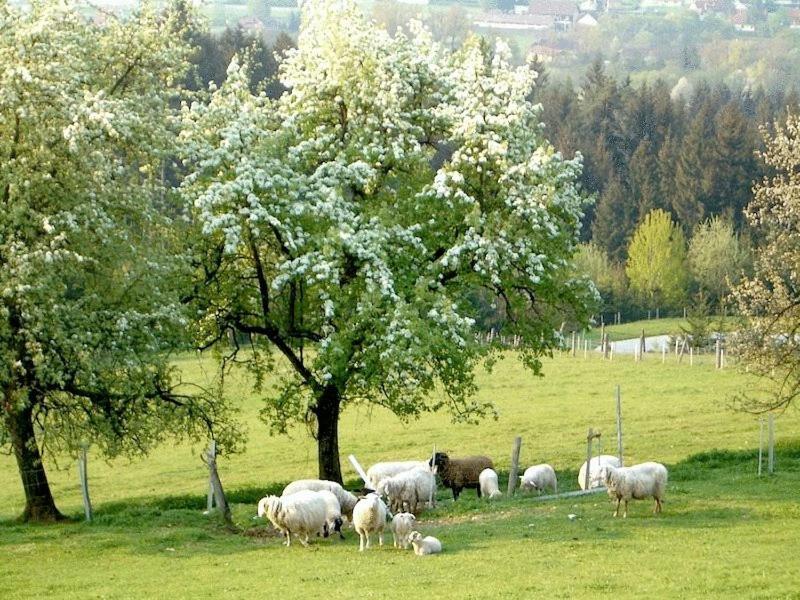 Appartamento Ferienhaus Huber Bleiburg Esterno foto